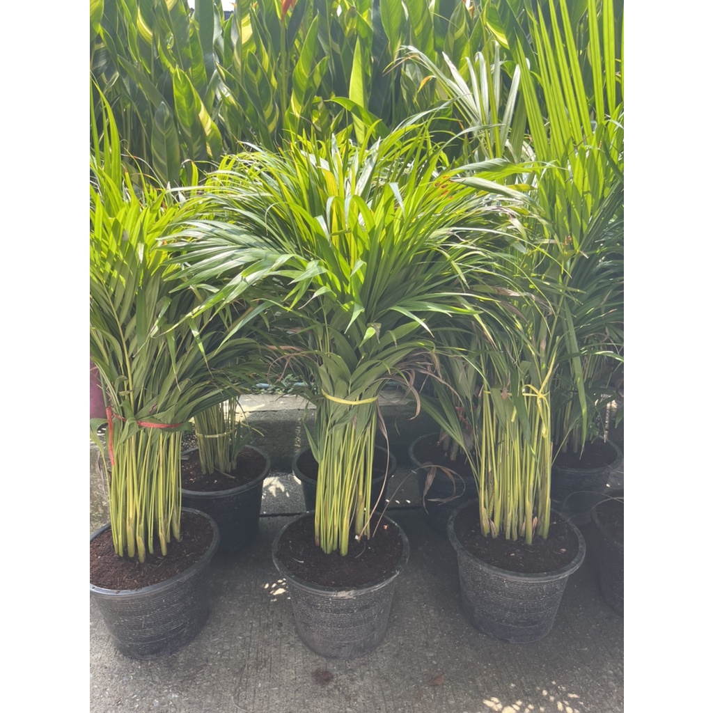 มุมมอง 2