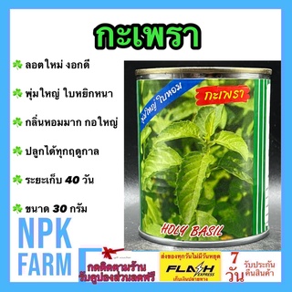 กะเพรา 30 กรัม ปลาทอง ลอตใหม่  งอกดีมาก พุ่มใหญ่ ใบหยกหนา กลิ่นหอมมาก ต้นทนทาน เมล็ดพันธุ์ เมล็ดพันธุ์ผัก ผักสวนครัว