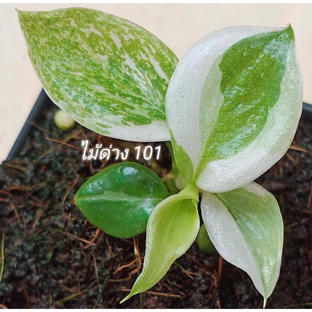 ฟิโลเดนดรอน ไวท์ วิซาด 🧙‍♂️ Philodendron White Wizard