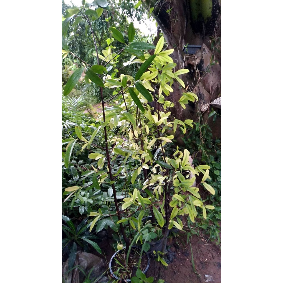 ต้นพันธุ์มะดัน   มะดัน ผลไม้ สมุนไพรรสเปรี้ยว อร่อย พร้อมปลูกในถุงดำ  49 บาท - รูปที่ 2