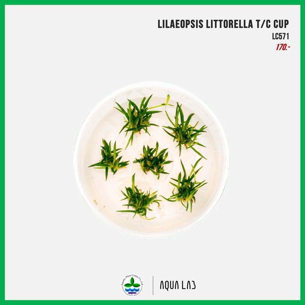 [APC] Lilaeopsis littorella (Littorella uniflora) T/C CUP [ไม้น้ำ - Aquatic Plant] LC571