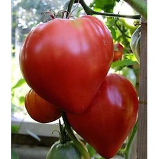 มะเขือเทศหัวใจ - PINK OXHEART Tomatoซอง30-50 เมล็ดพันธุ์