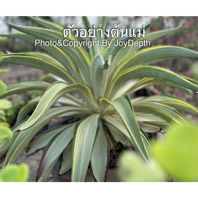 Agave desmettiana (Joe Hoak)  ขายหน่อละ@ 70-95-100-130 บาท