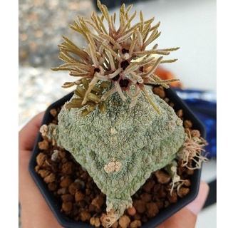 Cake Cactus Farm ไม้อวบน้ำ Pseudolithos cubiformis คางคกเหลี่ยม ขนาดใหญ่