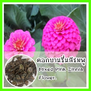 พร้อมส่ง❗ รหัส 162 เมล็ดพันธุ์ OP ดอกบานชื่นสีชมพู - Mixed Pink Zinnia Flowerเมล็ดดอกไม้ ดอกไม้ปลูกสวยๆ  เมล็ดพันธุ์ผัก