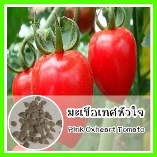 พร้อมส่ง❗ รหัส 160 เมล็ดพันธุ์ OP มะเขือเทศหัวใจ - Pink Oxheart Tomato เมล็ดดอกไม้ ดอกไม้ปลูกสวยๆ เมล็ดพันธุ์ผัก