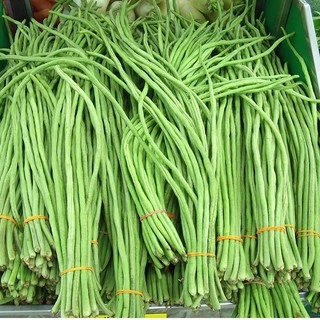 เมล็ดพันธุ์ ถั่วฝักยาว โอเรียนทอล (Oriental Yard Long Bean Seed) บรรจุ 20 เมล็ด คุณภาพดี ของแท้ 100%