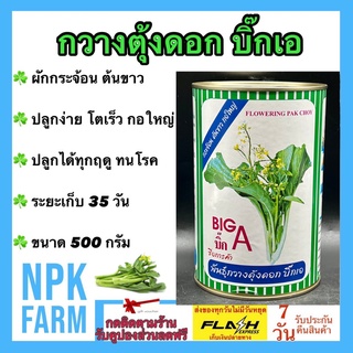 กวางตุ้งดอก บิ๊กเอ Big A ขนาด 500 กรัม ผักกระจ้อน เมล็ดพันธุ์ ลอตใหม่ งอกดี ปลูกง่าย กอใหญ่ ปลูกได้ทั้งปี ทนทานโรค