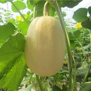เมล็ดฟักทองสปาเก็ตตี้ 15 เมล็ด spaghetti squash Original Packaging สายพันธุ์ OP