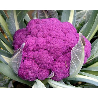 เมล็ด กะหล่ำดอกสีม่วง - Purple Cauliflower F1