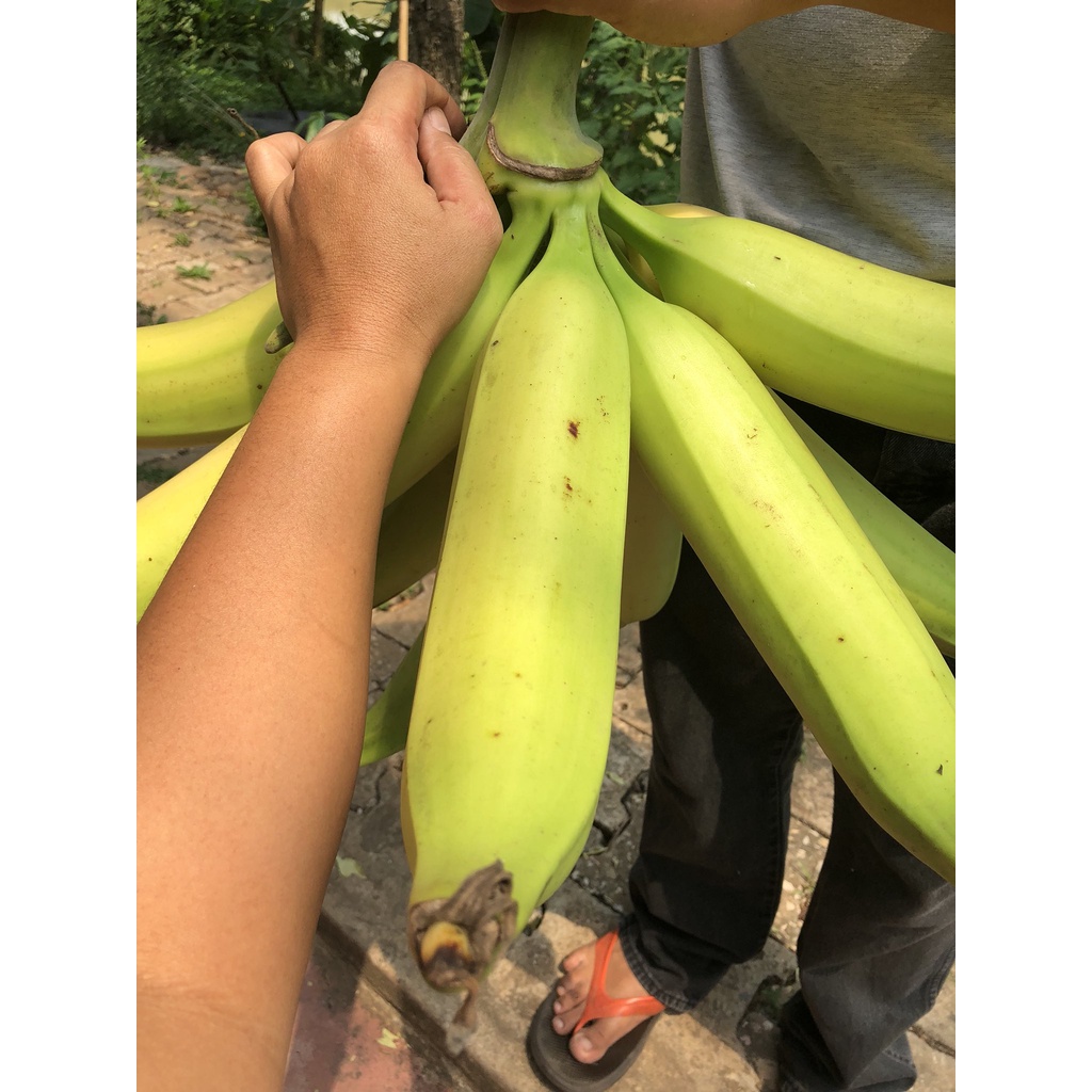 🍌ต้นหน่อกล้วยงาช้าง กล้วยลูกใหญ่ ยาว หน่อสวยพร้อมปลูกค่ะ - รูปที่ 7