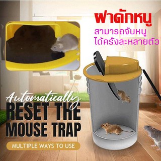 สินค้าพร้อมส่งในไทย Mouse Trap ฝาดักหนู กรงดักหนู แข็งแรง ทนทาน กับดักหนู ที่ดักหนู กรงหนู กรงดักหนูแบบสปริง