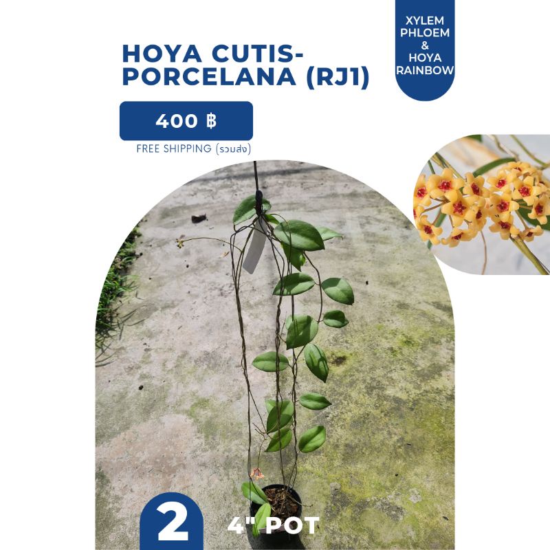 Hoya cutis-porcelana (RJ1) /โฮย่าดอกน่ารัก