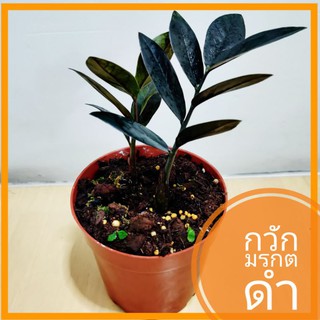 กวักมรกตดำ ⚫🌱 ไม้มงคล มีสเน่ห์ แต่งบ้านแต่งออฟฟิต สไตล์มินิมอล ทนเลี้ยงง่าย ไม้ฟอกอากาศ