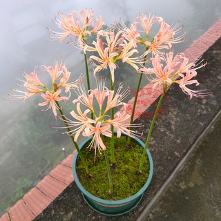 1 หัว หัวลิลลี่แมงมุมสีพีช - Pink Peach Spider Lily (Lycoris Sp.)