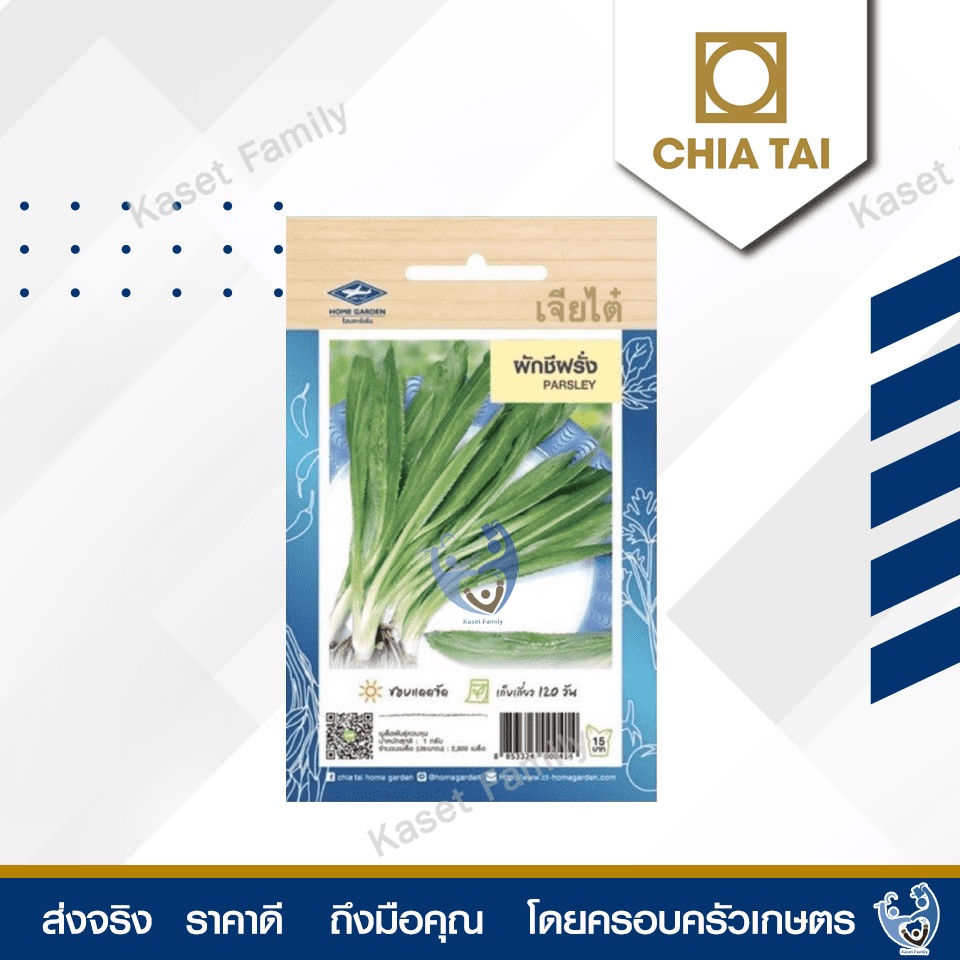 ผักซอง ผักชีฝรั่ง 2,800 เมล็ด เมล็ดผักชี ตราเจียไต๋