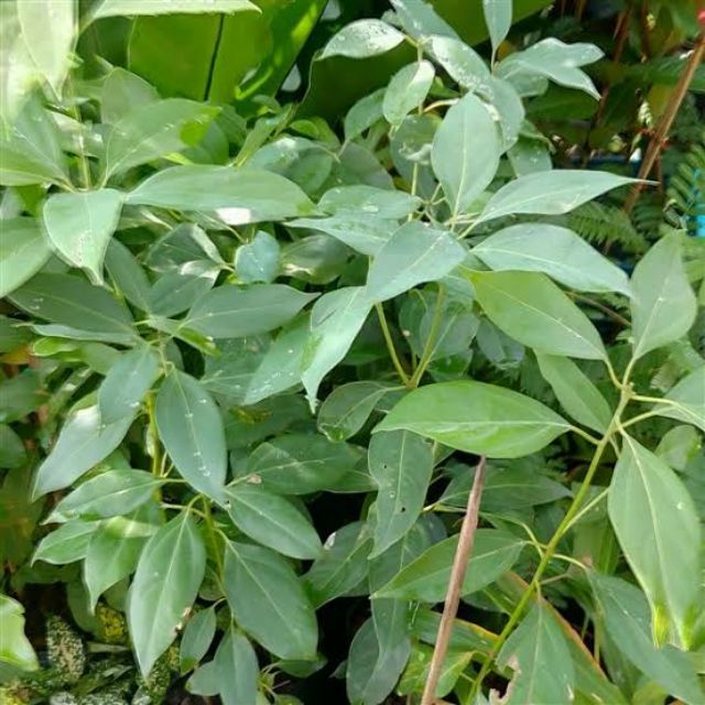 ต้นการบูร สูง 30 - 50 ซม. พรมเส็ง เจียโล่ Camphor หรือ Menthol