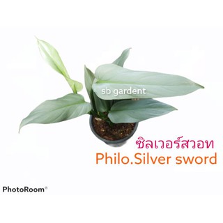 Philodendron Silver sword ฟิโลดาบเงิน กระถาง4/6นิ้ว