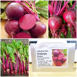 เมล็ดพันธุ์ หัวบีทรูท ดีทรอย Detroit Dark Red Beet Seed บรรจุ 100 เมล็ด คุณภาพดี ราคาถูก ของแท้ 100%