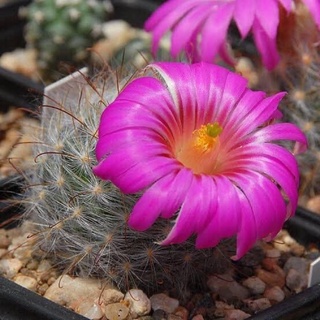 ลูกแมว mammillaria guelzowiana กระบองเพชร แคคตัส