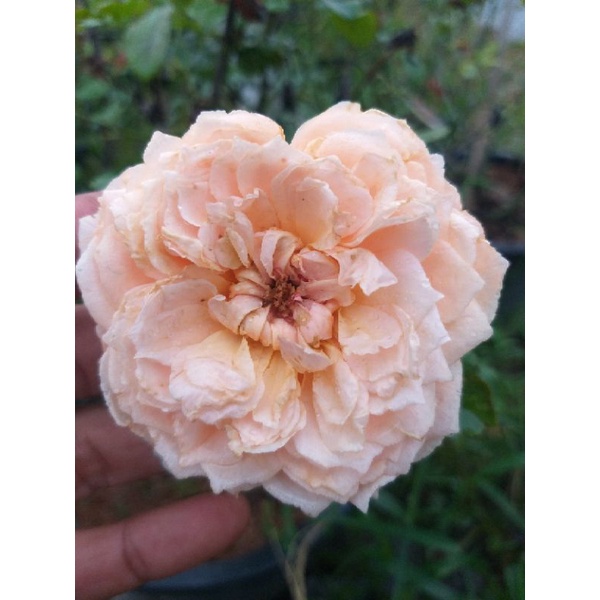 ⚘กุหลาบ Masora เลื้อยหอม🌹 "มาโซระ"🌹