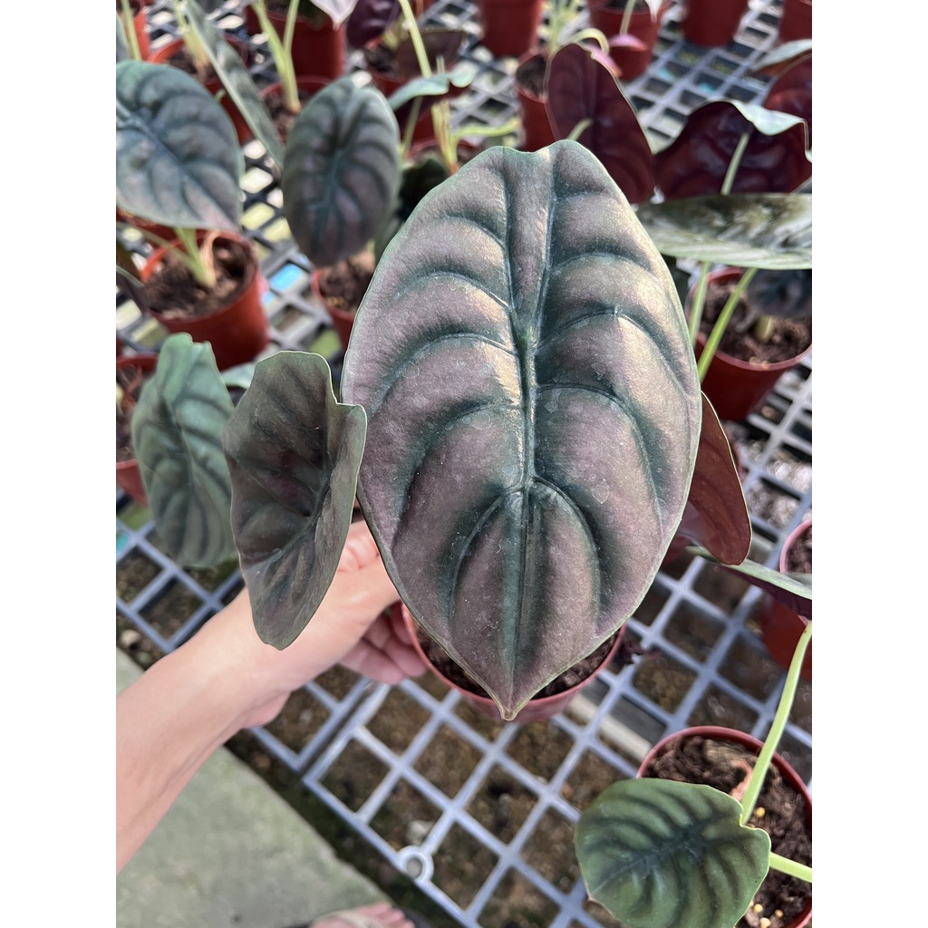 มุมมอง 2