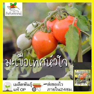 เมล็ดพันธุ์ มะเขือเทศหัวใจ 40 มล็ด Pink Oxheart Tomato Seed เมล็ดพันธุ์แท้100% นำเข้าจากต่างประเทศ ปลูกผัก สวนครัว ถูกดี