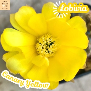 [โลบิเวียดอกเหลืองคานารี่] Lobivia Canary Yellow ส่งพร้อมกระถาง แคคตัส Cactus Succulent Haworthia Euphorbia ไม้หายาก