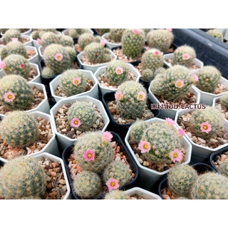 🌶️ ต้น แมมเม็ดพริกดอกชมพู  🌜เลือกต้นได้🌛 กระถาง 2 นิ้ว  mammillaria prolifera,แคคตัสน่ารัก,กระบองเพรชดอกชมพู