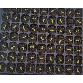 🌱🌱เมล็ดพันธุ์สลัดกรีนคอส🌱🌱 100 เมล็ด ซื้อ 5เเถม1 คละได้ท้้งร้าน