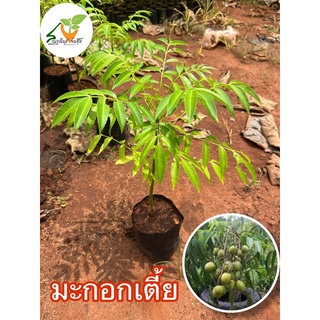 ต้นพันธุ์มะกอก(พันธุ์เตี้ย)  สูง60-70ซม. ทานผล ให้ลูกดกโตไว กรอบอร่อย