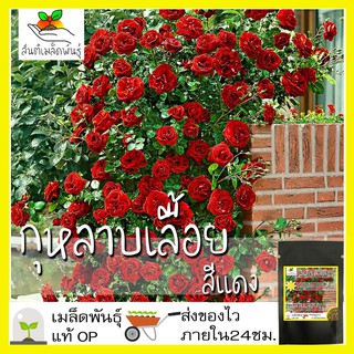 เมล็ดพันธุ์ กุหลาบเลื้อย กุหลาบ สีแดง 30 เมล็ด Red Rose Seed เมล็ดพันธุ์แท้ นำเข้าจากต่างประเทศ ปลูกผัก สวนครัว ถูกดี