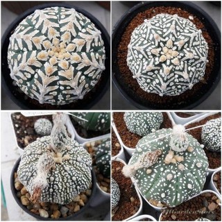 🍏Astrophytum CV.Superkabuto V type 🍏 30เมล็ด .-299 มีน้อย