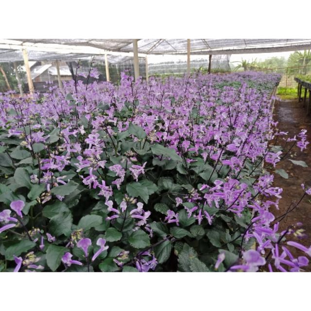 F54 ต้นม่วงมณี (ติดดอก) Plectranthus Velvet Elvis / Mona Lavender (ม่วง/ชมพู) ออกดอกทั้งปี กระถาง 6 