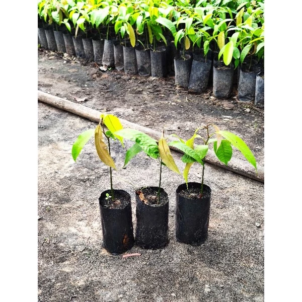 (ขั้นต่ำ2ต้น)ต้นมะยงชิดทูลเกล้า 20*30ซม. แบบเพาะเมล็ด 🌳