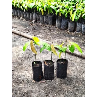 (ขั้นต่ำ2ต้น)ต้นมะยงชิดทูลเกล้า 20*30ซม. แบบเพาะเมล็ด 🌳
