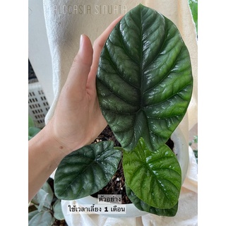 Alocasia Sinuata อโลคาเซียซินัวเอต้า (ซินัวต้า)