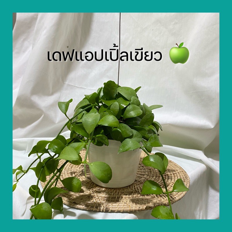 เดปแอปเปิ้ลเขียว พันตุ้ม/กระถาง4นิ้ว มีลวดแขวน