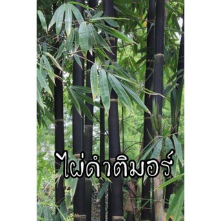 เมล็ดพันธุ์ไผ่ดำติมอร์