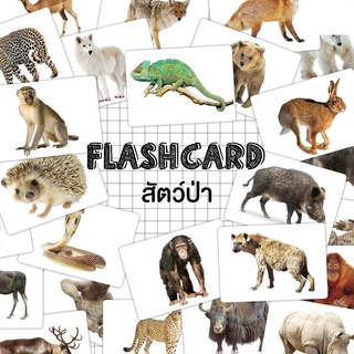 Flash card  สัตว์ป่า (Wild Animals) จำนวน 25 ใบ ขนาด A5 kp 015