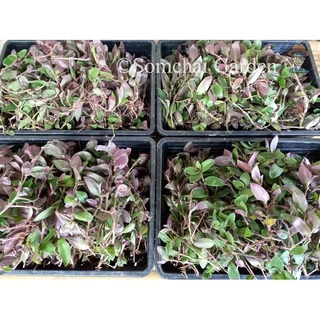 หญ้าไผ่น้ำสด ขายเป็นกิโล เกษตรอินทรีย์ (หญ้าไผ่น้ำล้างไต) รหัสร้าน iqsungfj *โปรดระวังร้านค้าลอกเลียนแบบ