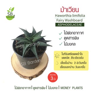 ไม้อวบน้ำ Haworthia limifolia. (ม้าเวียน) กระถาง 3 นิ้ว​