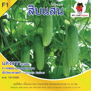 เมล็ดพันธุ์ แตงกวา สิบแสน บรรจุ 1.5 กรัม