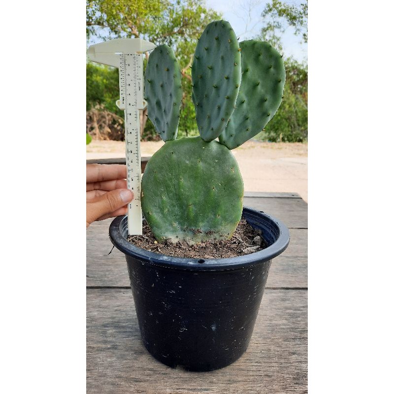 opuntia robusta giant