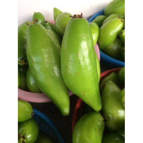 ต้นมะดันเกษตร เตี้ย ดก ผลใหญ่  รับประกันเป็นต้นเสียบยอดใช้กิ่งจากต้นแม่ที่ติดผลแล้วมาเสียบ แผลสวยปลูกได้เลยครับพันธุ์นี้ - รูปที่ 3