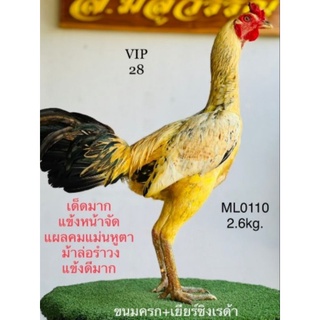 ไข่ไก่ชน พ่อไก่ ส. มีสุวรรณ เข้าผสมแม่ไก่สายทัพตอแดงโกเซ้มฟาร์ม แพ็คละ1ฟอง