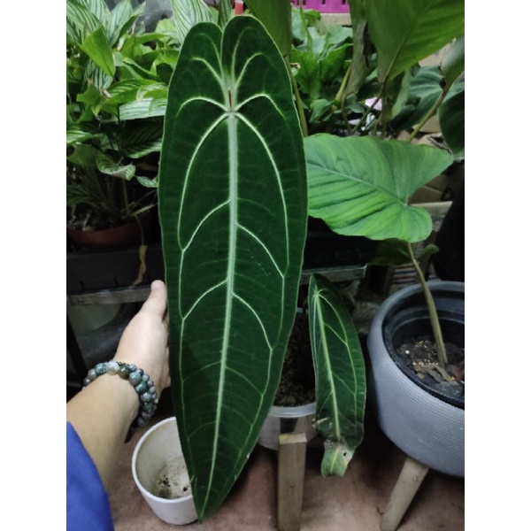Anthurium warocqueanum "Queen"  ใบยาวสุด 55cm