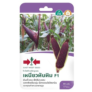 ข้าวโพดข้าวเหนียวลูกผสม F1 เหนียวทับทิม ศรแดง HYBRID WAXY CORN SEED F1 SORNDAENG NIEW TABTIM