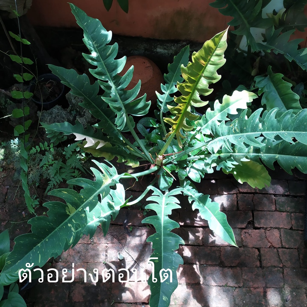 ฟิโลใบเลื่อยด่าง (Philodendron ring of fire)