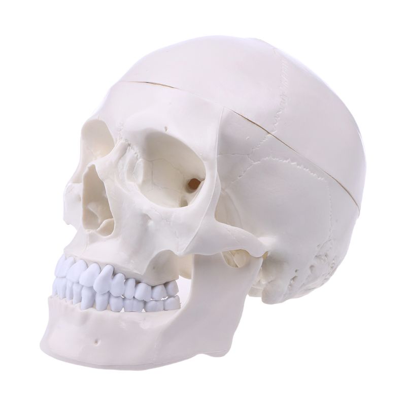 LA Human Anatomy Anatomy สําหรับหัวโครงกระดูก Skull การสอนรุ่นอุปกรณ์การเรียน